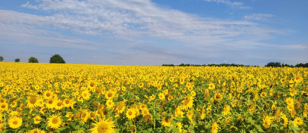 Weitläufiges Sonnenblumenfeld unter blauem Himmel mit Wolken