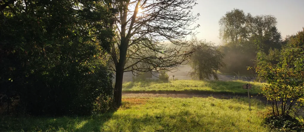Wiese mit Baum im morgendlichen Gegenlicht, im Hintergrund Nebel und Hügel