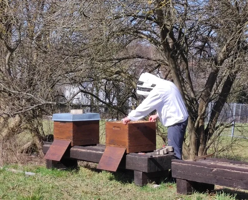Imker bei der Arbeit an Bienenstöcken im Garten